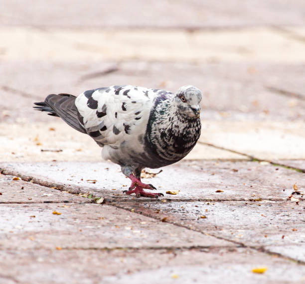 istock Dove on the sidewalk in the city 692112842