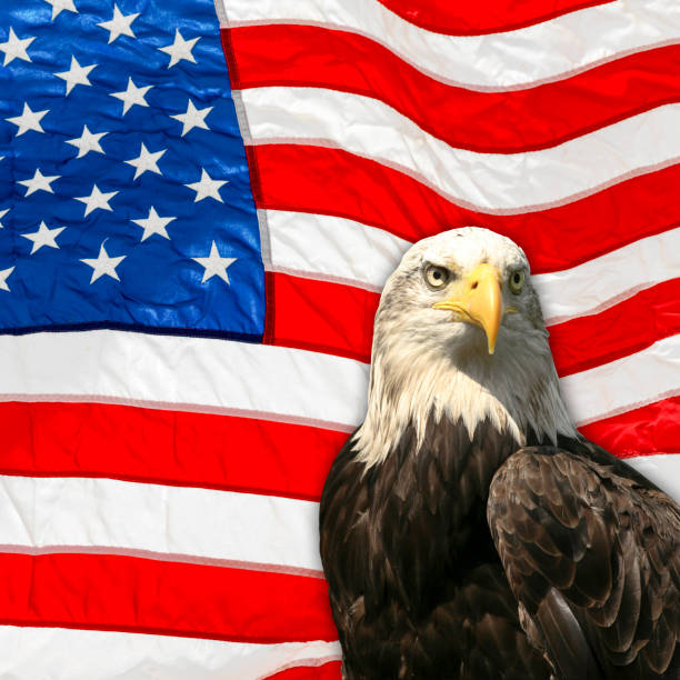 istock United States Flag, Eagle, Memorial day 692116142