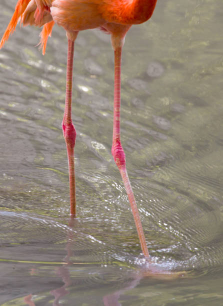 istock Pink flamingo on a pond in nature 692119366