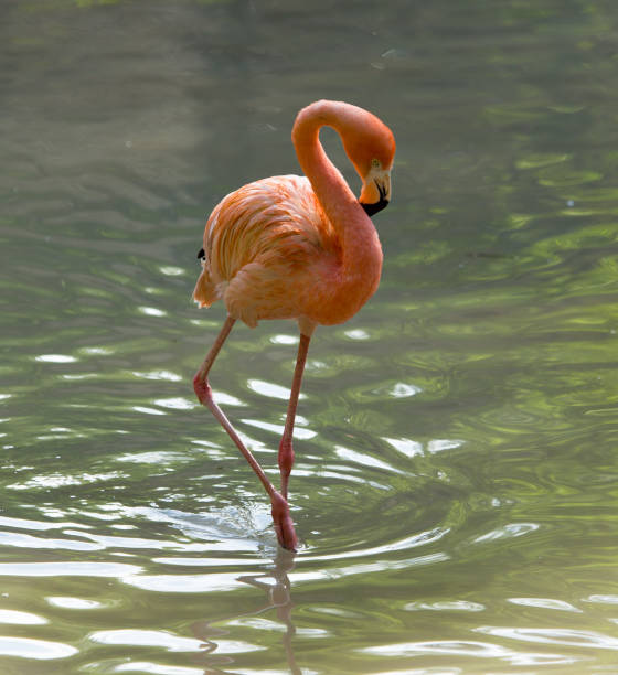 istock Pink flamingo on a pond in nature 692119450