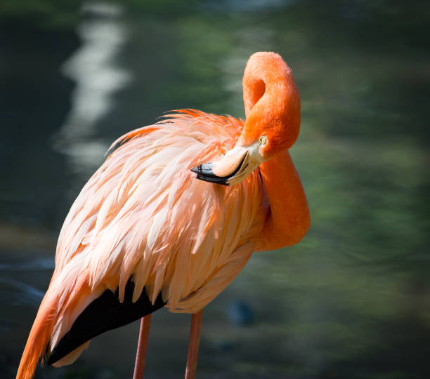 istock Pink flamingo on a pond in nature 692121934