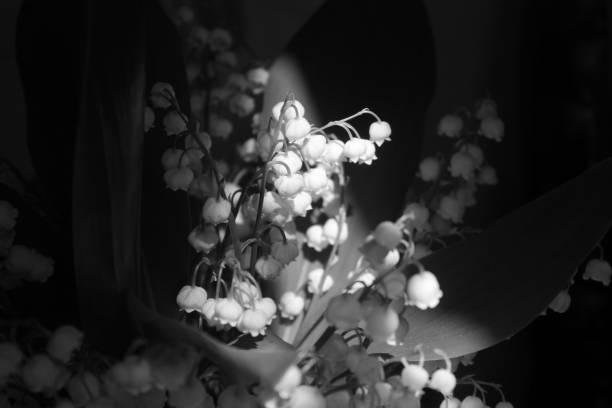 istock lily of the valley 692121936