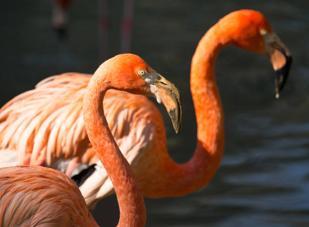 istock Pink flamingo on a pond in nature 692122444