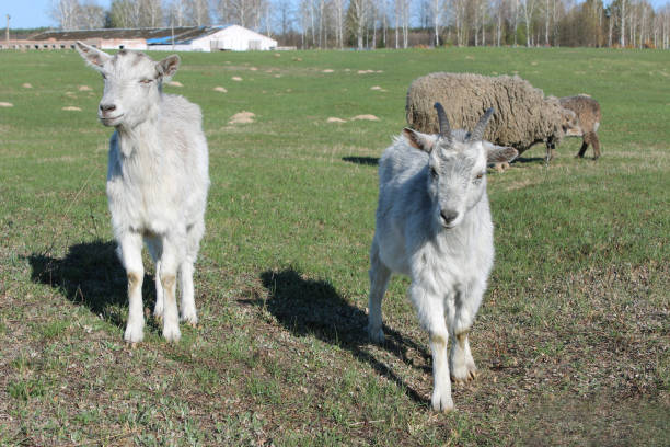 istock two young goats on the pasture 692126072