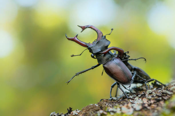 istock Male stag beetle fight. 692129228