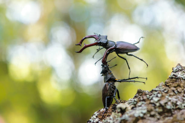 istock Male stag beetle fight. 692129274