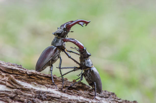 istock Male stag beetle fight. 692131514