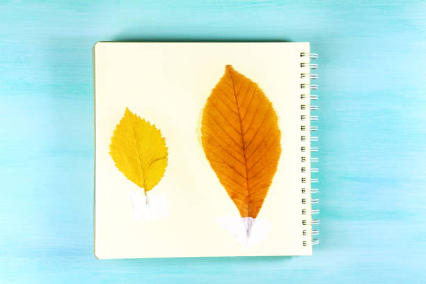 istock Photo of herbarium on teal background with copyspace 692132064