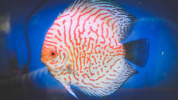 Discus Fish red pigeon blood discus stock pictures, royalty-free photos & images