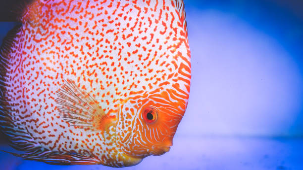 Discus Fish red pigeon blood discus stock pictures, royalty-free photos & images