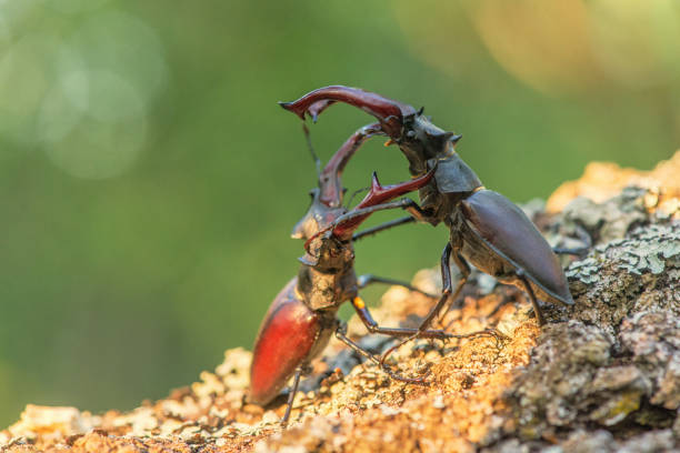 Two male stag beetles fighting for the female.