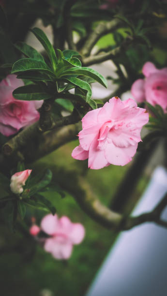 istock Beautiful Flowers Collection 692134858