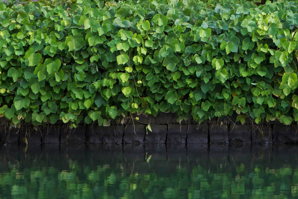 REFLECTION OF LEAF stock photo