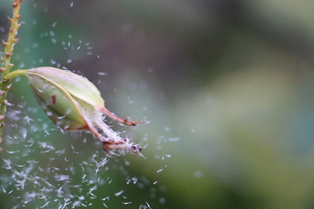 Crucifix orchid seed pod with seeds blowing away stock photo