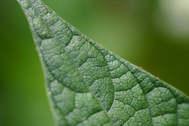 Tiny red spider-mites on leaf stock photo