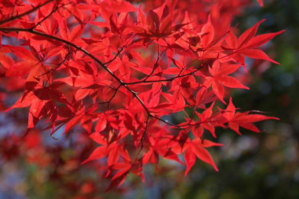 MAPLE TREE IN AUTUMN stock photo