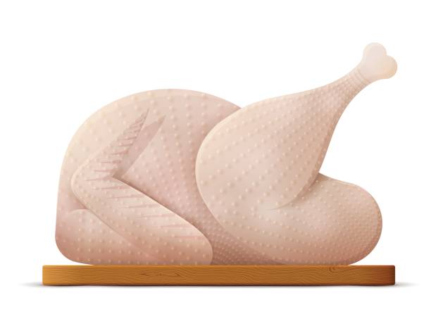 Whole raw turkey, chicken isolated on white vector art illustration