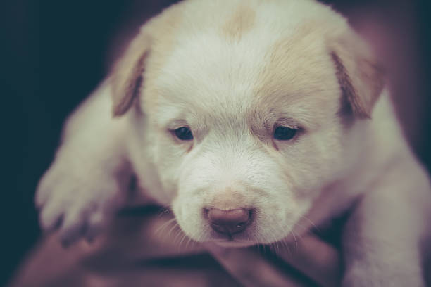 istock Cute Puppy in Vintage Filter 692150134