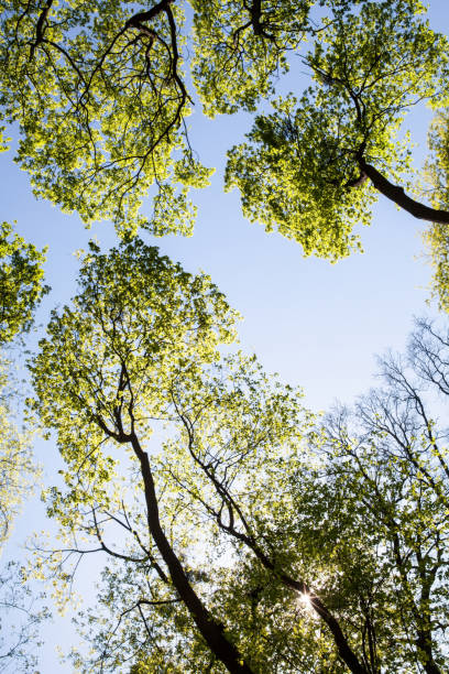 istock Green treetops against the sky 692154614