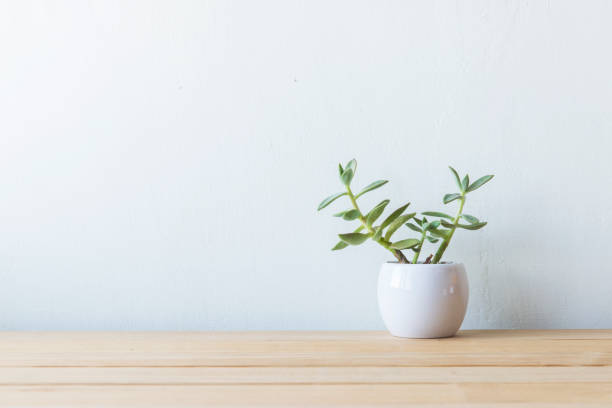 istock Indoor plant in a white ceramic pot on old wooden table 692154760