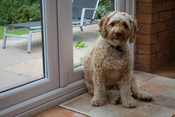 Brown Cockapoo Sitting Cockapoo Isolated Stock Photos, Pictures & Royalty-Free Images - iStock