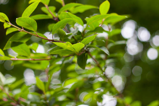 istock Green leaves of a bush 692155124