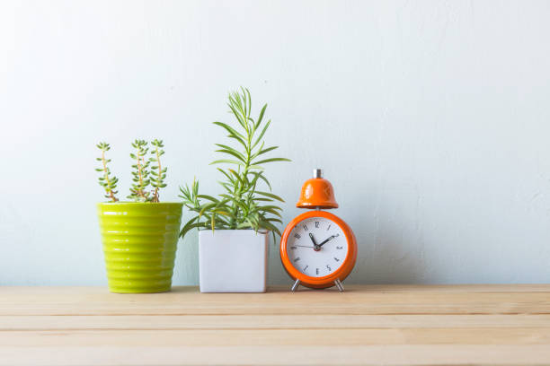 istock Indoor plant in a white ceramic pot on old wooden table 692155282