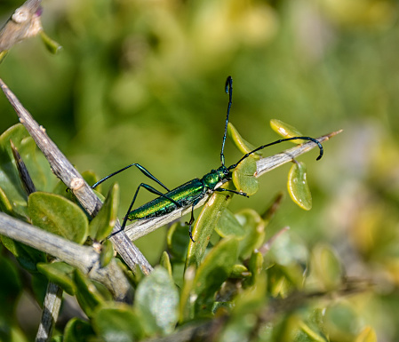 A Common metallic Longhorn Beetle in a bush in Southern Africa