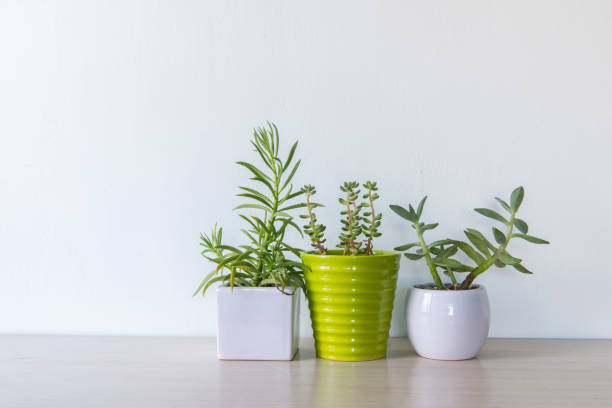 istock Indoor plant in a white ceramic pot on old wooden table 692155814