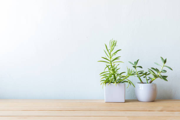 istock Indoor plant in a white ceramic pot on old wooden table 692156074