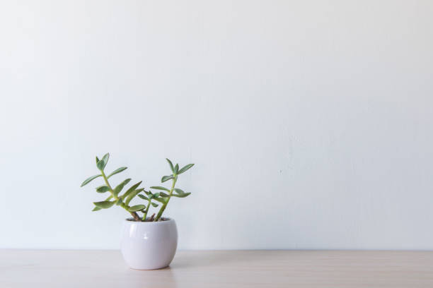istock Indoor plant in a white ceramic pot on old wooden table 692159064