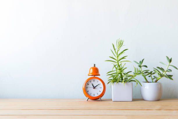 istock Indoor plant in a white ceramic pot on old wooden table 692161608