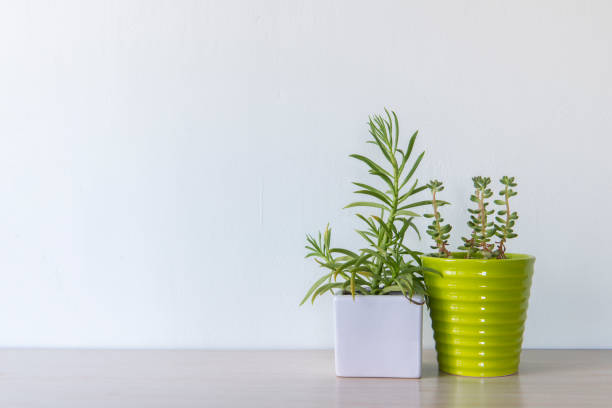 istock Indoor plant in a white ceramic pot on old wooden table 692162442