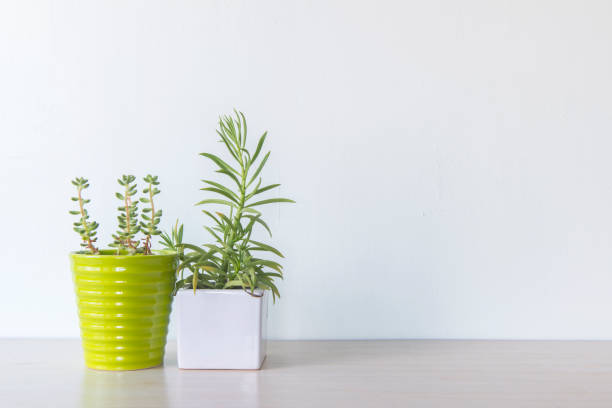 istock Indoor plant in a white ceramic pot on old wooden table 692162580