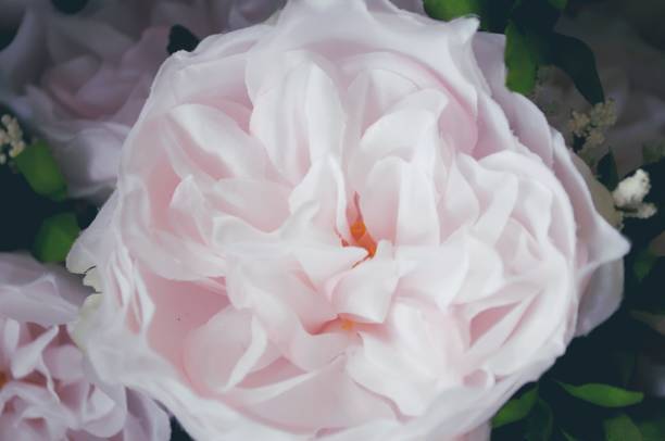 istock Rose fake flower for background 692165086