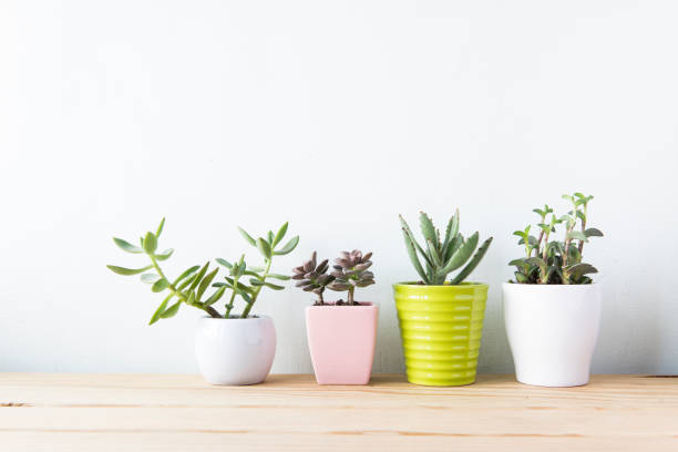 istock Indoor plant on wooden table and white wall 692165184