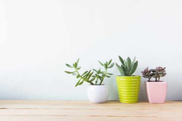 istock Indoor plant on wooden table and white wall 692165352