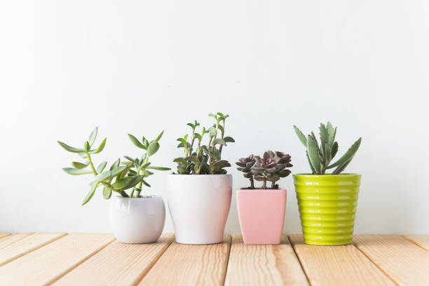 istock Indoor plant on wooden table and white wall 692165484