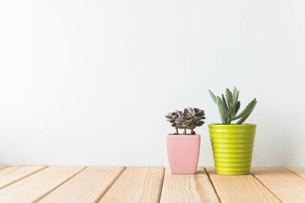 istock Indoor plant on wooden table and white wall 692165806
