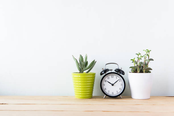 istock Plants and alarm clock on a white wall shelf 692165956