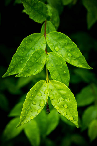 istock Water on the leaves after the rain. 692166462
