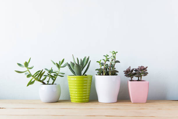 istock Indoor plant on wooden table and white wall 692169576