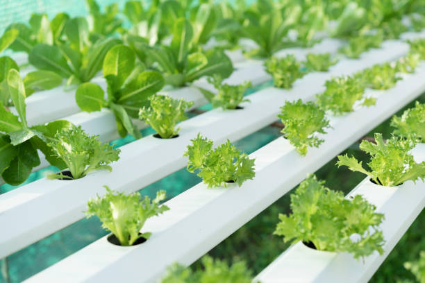 istock cultivation hydroponics green vegetable in farm 692169578