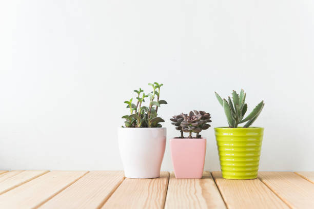 istock Indoor plant on wooden table and white wall 692169650