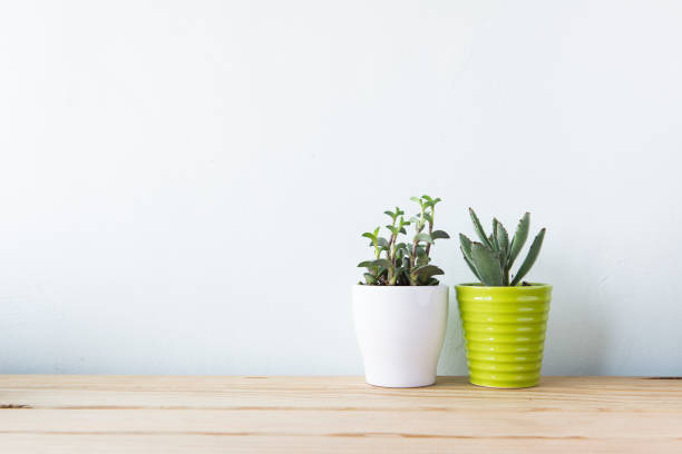 istock Indoor plant on wooden table and white wall 692169686