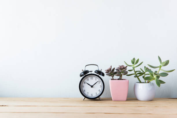 istock Plants and alarm clock on a white wall shelf 692171716