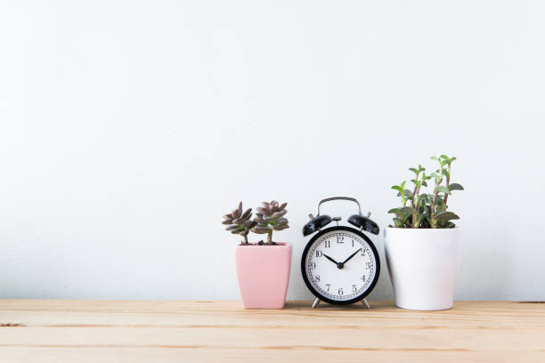 istock Plants and alarm clock on a white wall shelf 692172128