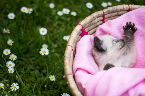 Cute little kitten in a basket