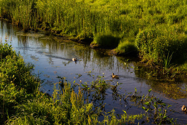 three ducks swimming in the creek that feeds into the pond at dawn