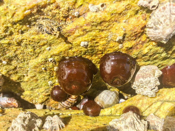 istock Group of beadlet anemones or sea tomatoes 692173398